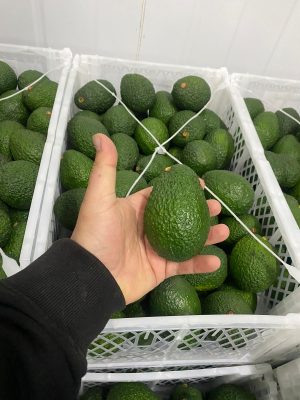 Palta 3