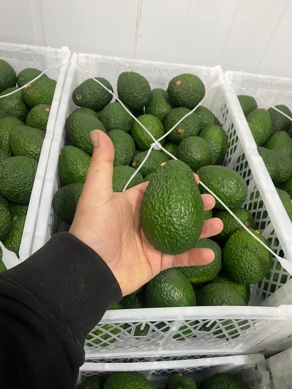 Palta 2