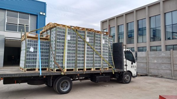 Exportación contenedor marítimo 24 palett