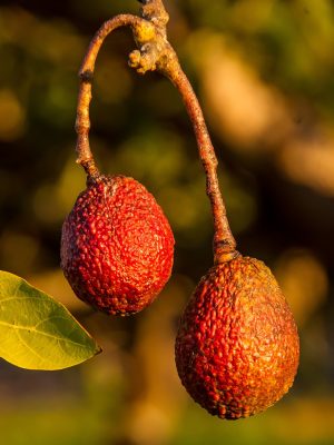 Exportación contenedor marítimo 24 palet