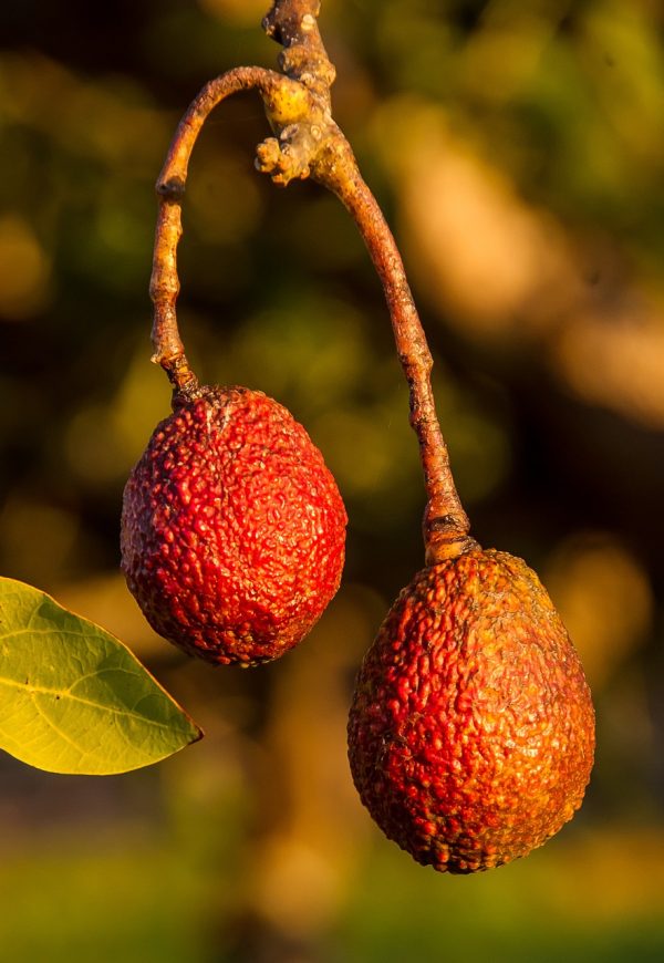 Exportación contenedor marítimo 24 palet